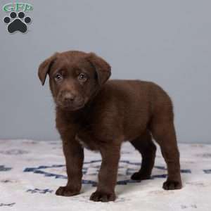 Pansy, Chocolate Labrador Retriever Puppy
